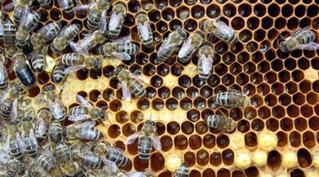 Why Are Bees Attracted to Porch Lights?