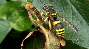 A wasp's sting is more painful than that of a bee.