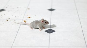 Ultrasonic Pest Repellers That Work on Mice in Walls